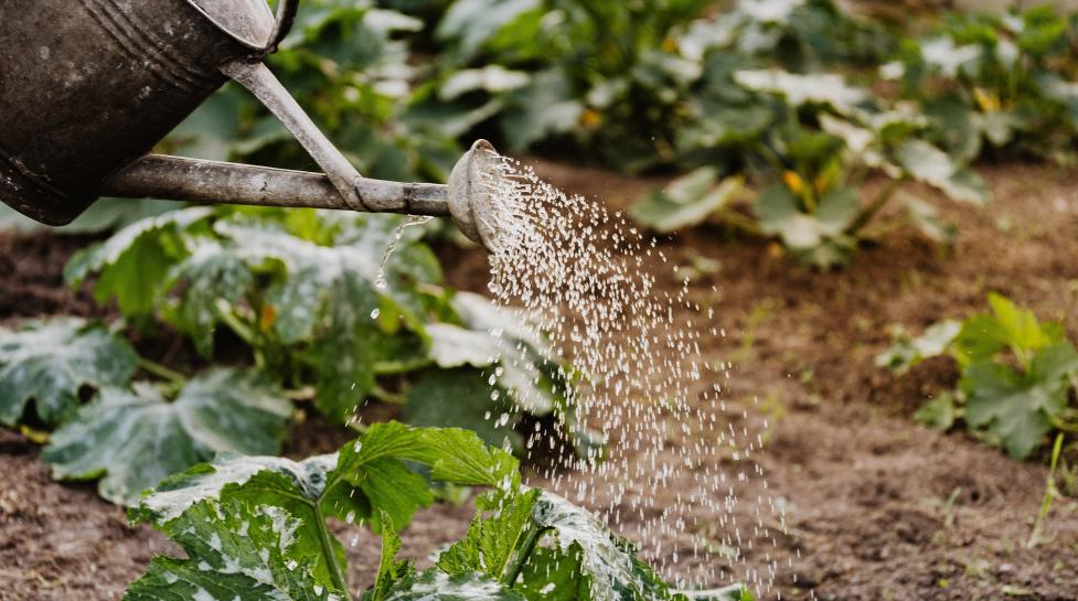 Watering a garden with a watering can