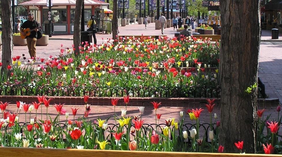 Tulips on Pearl Street