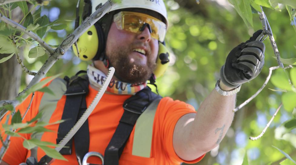 Forestry staff pruning trees at Saluting Branches