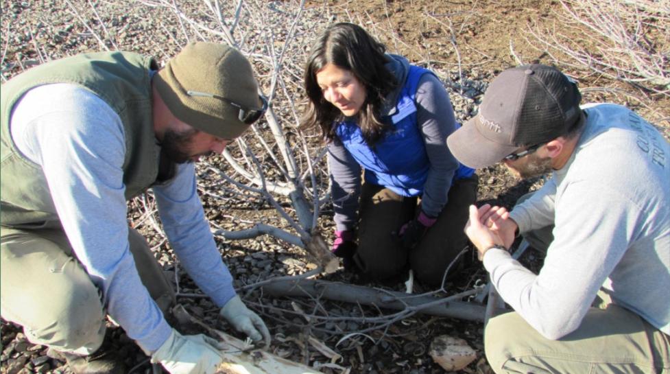 Staff looking at EAB in a tree