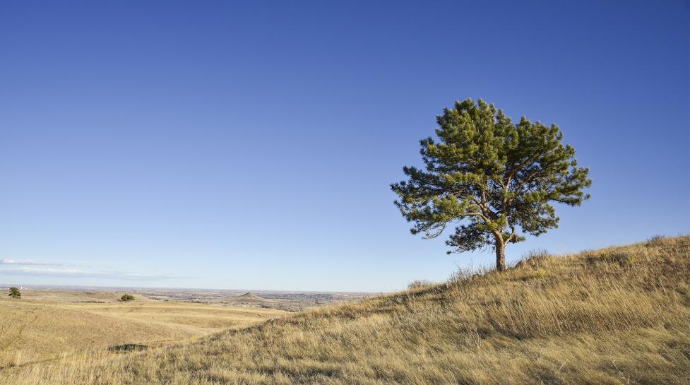 Tree near Joder Ranch Trail north of Boulder