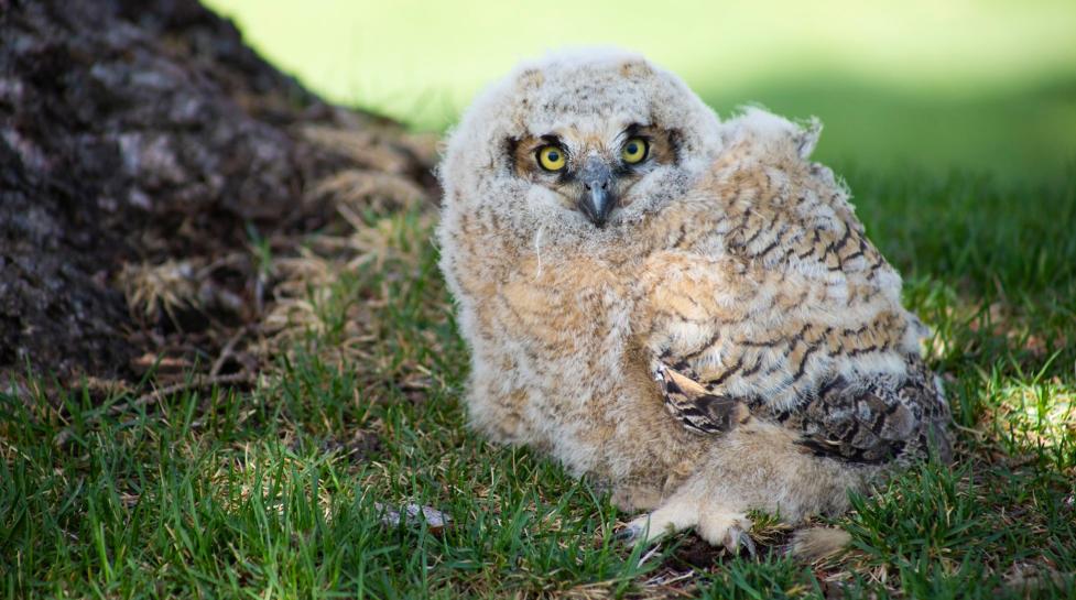 Owlet at Flatirons Golf Course