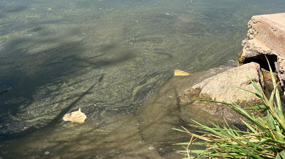 Blue algae at Coot Lake