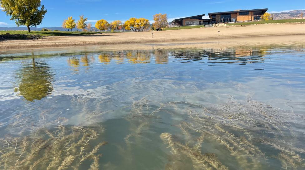 EWM near the swim beach area