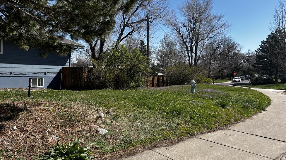 Path of green and brown kentucky bluegrass next to sidewalk