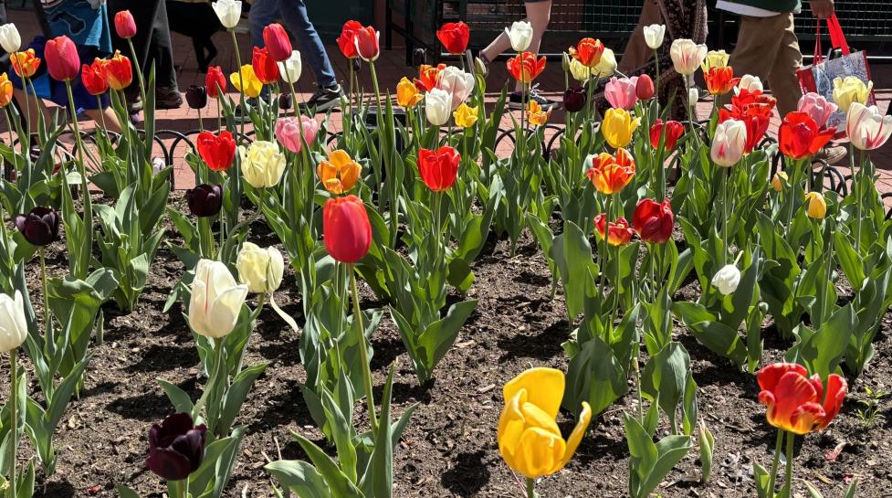 Tulips on Pearl Street Mall