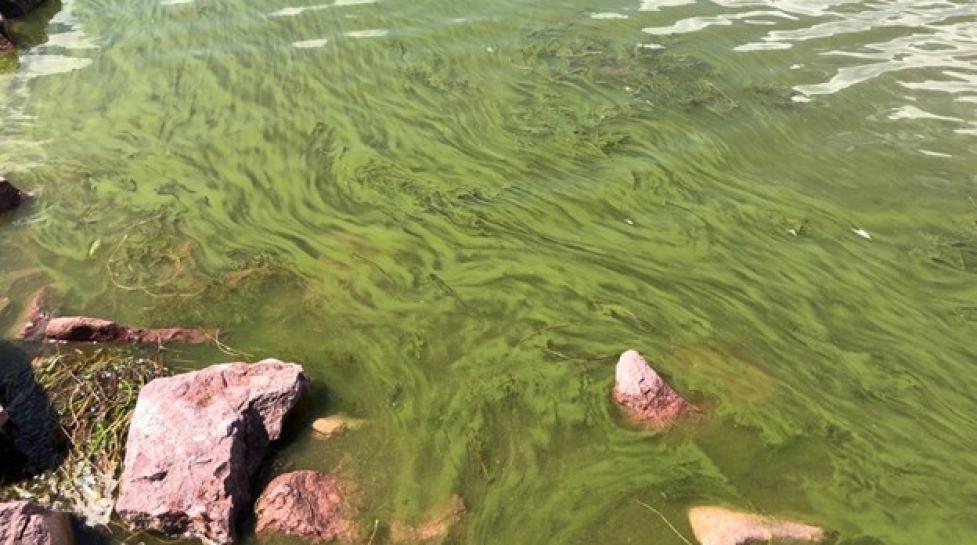 Potentially harmful algae bloom observed in Boulder Reservoir 