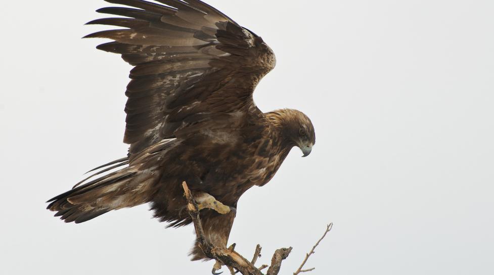 Golden eagle on a branch