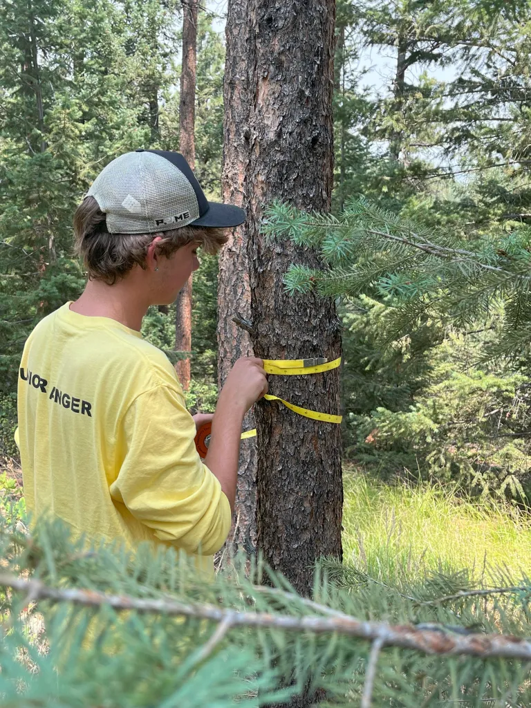 Junior Ranger measures diameter at breast height of pine tree