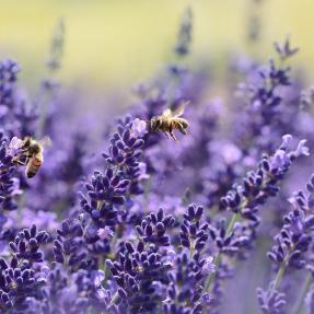 Bees on lavender