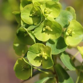 Myrtle Spurge