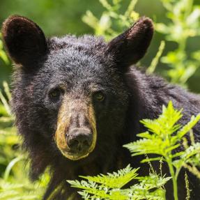 Bear cub in vegetation