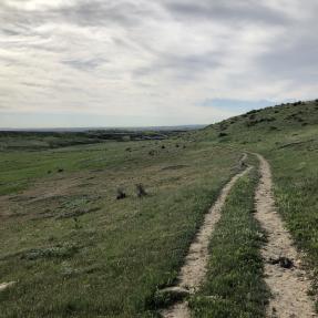 Rattlesnake on Hidden Valley Trail