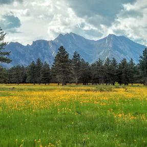 Wildflowers and view to west