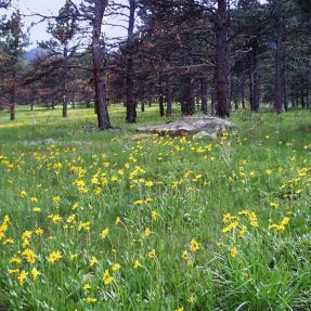 Orange Arnica along Enchanted Mesa