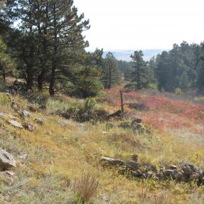 Upper Big Bluestem view