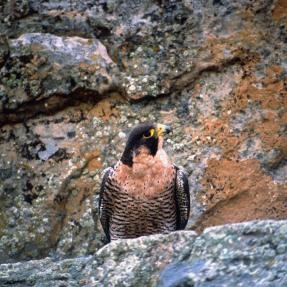 Peregrine Falcon