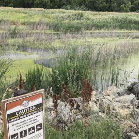 Algae bloom in open space lake