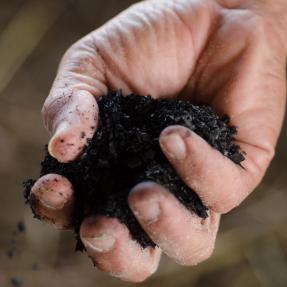 A handful of rich, black biochar used to build healthier soils. 