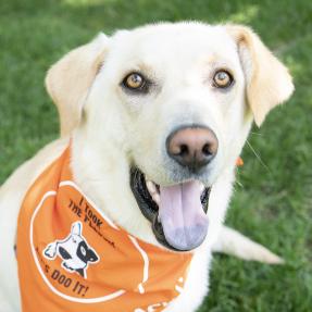 Dog wearing "Let's DOO It" Bandana