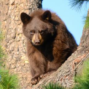 A Picture of a Bear on Boulder Open Space and Mountain Parks 