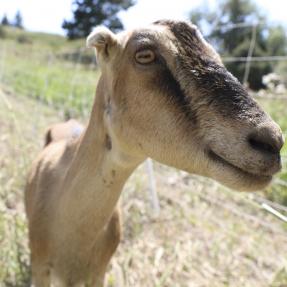 Goats eating weeds and ready for selfies