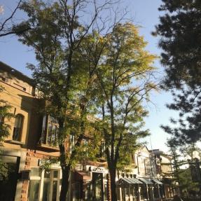 Tree to be pruned on Pearl Street Mall