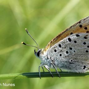 skipper butterfly