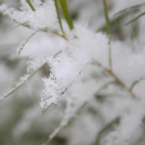 Close up of snow on willow leaves