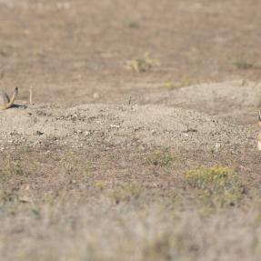 Prairie dogs on Boulder open space