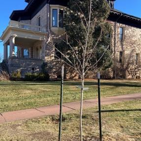 tree in front of house