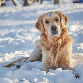 Dog sitting in snow 