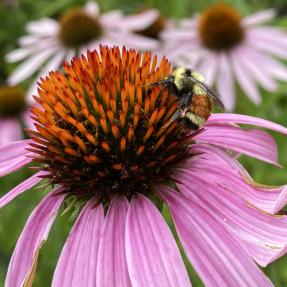 Echinacea