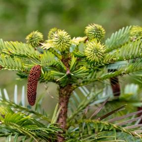 A douglas fir sapling grows