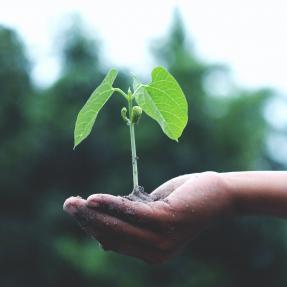 Hand holding a new plant