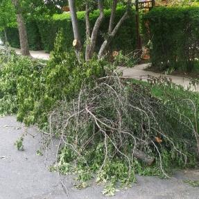 Tree limbs in street