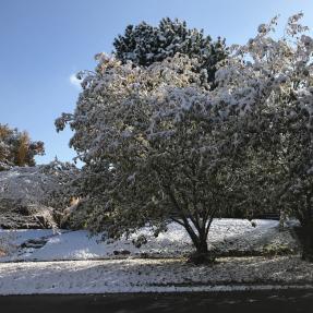 Snowy tree