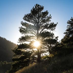 Sun streams through tree on open space