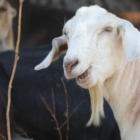 Goats eating weeds and ready for selfies