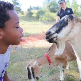 Goat meeting Logan