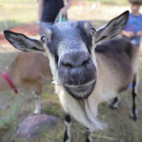 Goats eat weeds at Harlow Platts Community Park