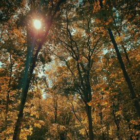 Sunshine shining through a tree canopy