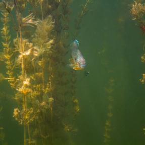 Eurasian watermilfoil