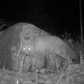 A fox captured on an OSMP wildlife camera