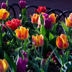 Pearl Street Mall tulips