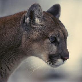 Mountain Lion