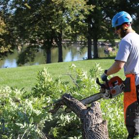 Forestry work