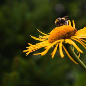 Native bee sitting on a flower