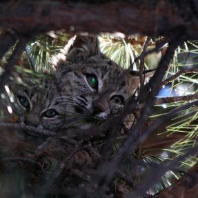 A mother and kitten nuzzle together before taking a long winter's nap in a tree. 