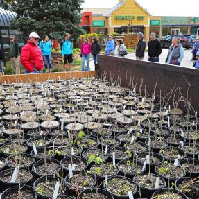 Tree giveaway at McGuckin Hardware